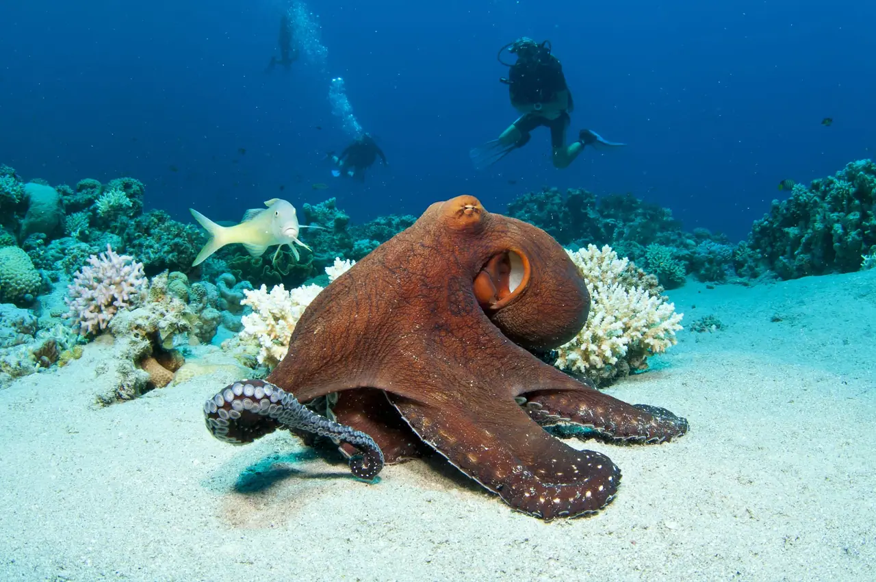 Just Diving photo 2