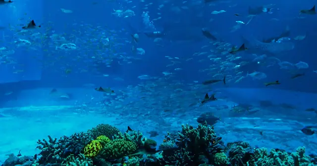 Odysseo Oceanarium