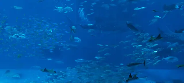 Odysseo Oceanarium photo 2