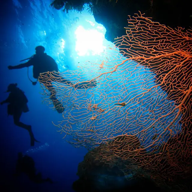 Panorama Divers