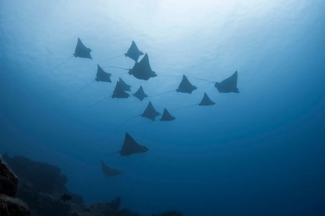 SeaUrchin Diving Center photo 3