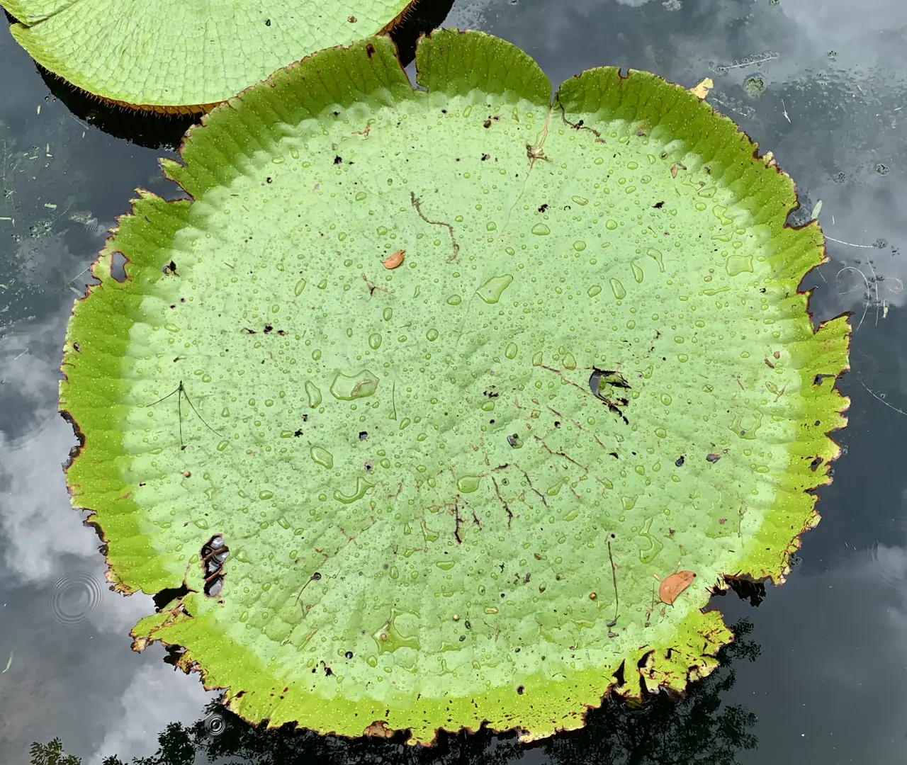 Sir Seewoosagur Ramgoolam Botanic Garden